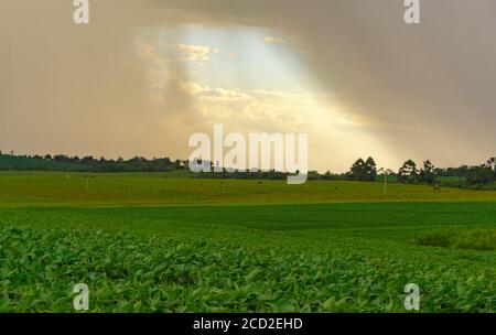 Sojaplantage in Brasilien. Brasilien ist der zweitgrößte Sojabohnenproduzent der Welt, nur hinter den USA. Regenwolken. Präzisionslandwirtschaft. Computie Stockfoto