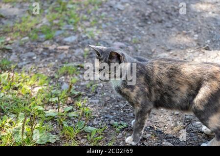 Tricolor Katze Spaziergänge in der Natur. Nahaufnahme einer bunten Katze mit grünen Augen, die auf einem Gras läuft. Stockfoto