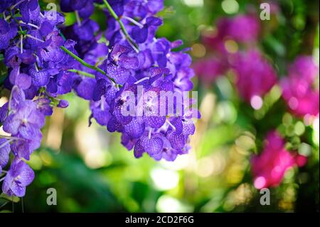 Cymbidium, ein lila Blumenstrauß auf dem Bauernhof, ist eine Orchidee. Es gibt Verbreitung in tropischem Asien. Stockfoto