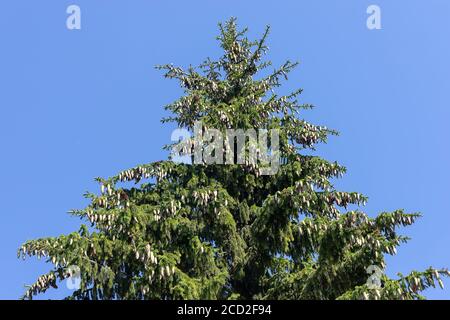 Die Spitze eines Fichtenbaums mit vielen Zapfen gegen einen blauen Himmel. Stockfoto