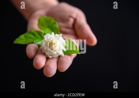 Jasminblüten auf der Hand einer Frau auf schwarzem Hintergrund in dem Konzept der Jasmin zum Muttertag in Thailand am 12. August überhaupt gegeben Stockfoto