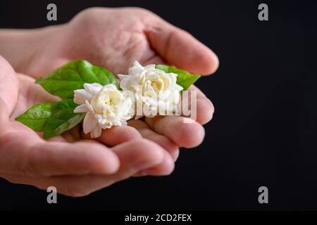 Zwei Jasminblüten, die auf die Hand einer Frau auf schwarzem Hintergrund gelegt wurden, um Jasmin zum Muttertag in Thailand am 12. August zu geben Stockfoto