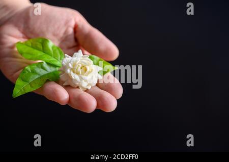 Jasminblüten auf der Hand einer Frau auf schwarzem Hintergrund in dem Konzept der Jasmin zum Muttertag in Thailand am 12. August überhaupt gegeben Stockfoto