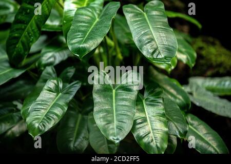 Crystal Anthurium oder Anthurium crystallinum Linden ex André hat leuchtend dunkelgrüne Blätter. Herzförmige Blätter das Bild ist hell und sieht frisch aus. Stockfoto