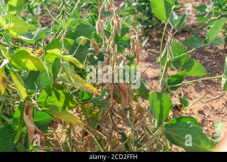 Sojapflanzen. Soja (Glycine max), auch als Sojabohnen und chinesische Bohnen bekannt. Es wird in menschlichen Lebensmitteln verwendet (in Form von Sojaöl, Tofu, Sojasauce, Sojamilch, Stockfoto