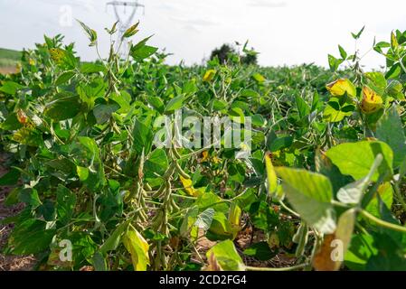 Sojapflanzen. Soja (Glycine max), auch als Sojabohnen und chinesische Bohnen bekannt. Es wird in menschlichen Lebensmitteln verwendet (in Form von Sojaöl, Tofu, Sojasauce, Sojamilch, Stockfoto