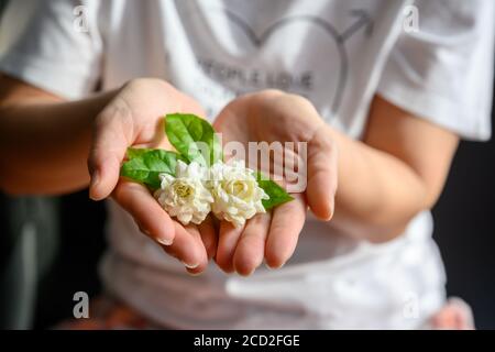 Zwei Jasminblüten auf die Hand einer Frau gelegt Konzept der Jasmin zum Muttertag in Thailand am 12. August jedes Jahres zu geben. Stockfoto