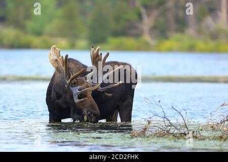 Bullengans Shiras alces alces watend durch einen Teich Stockfoto