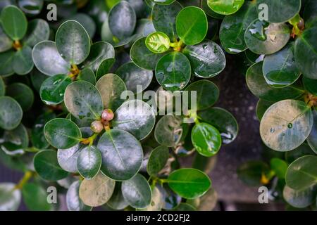 Ficusannulata oder Blume Baum, eine kleine mehrjährige Pflanze mit runden und kleinen Blättern Dunkelgrüne Blätter, glatte Kanten in den Blättern, abgerundete Blätter Stockfoto