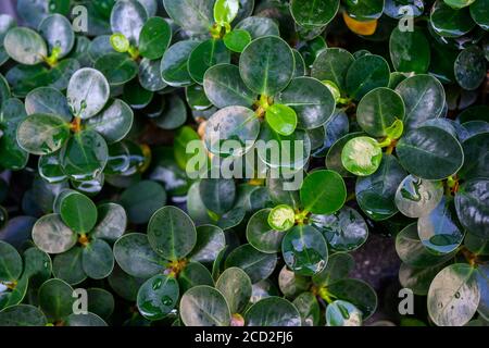 Ficusannulata oder Blume Baum, eine kleine mehrjährige Pflanze mit runden und kleinen Blättern Dunkelgrüne Blätter, glatte Kanten in den Blättern, abgerundete Blätter Stockfoto