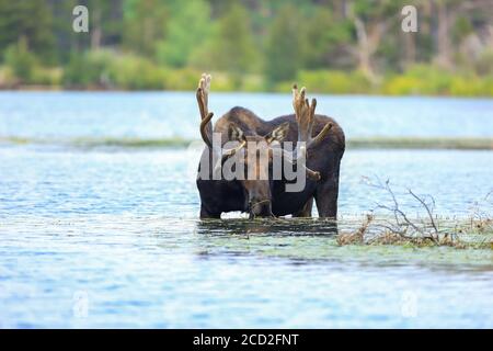 Bullengans Shiras alces alces watend durch einen Teich Stockfoto