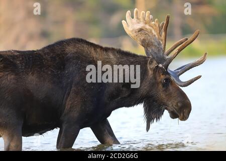 Bullengans Shiras alces alces watend durch einen Teich Stockfoto