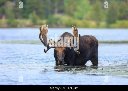 Bullengans Shiras alces alces watend durch einen Teich Stockfoto