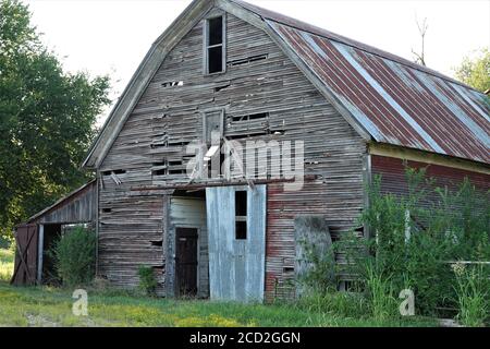 Eine alte Holzscheune sitzt verfaulend in einem Oklahoma Feld nach Jahrzehnten der Hitze, Feuchtigkeit, Eis, Regen und Schnee. Stockfoto