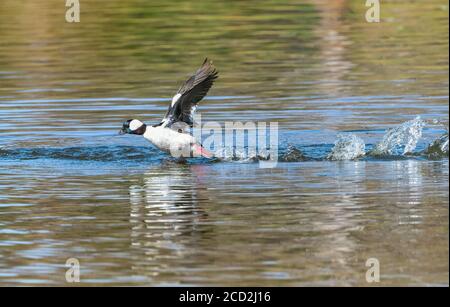 Bufflehead drake Ente schnell Skimming über die Wasseroberfläche vor dem Flug nehmen. Stockfoto