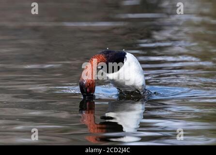 Eine Canvasback-Ente bildet einen Bogen, bevor sie sich unter Wasser eintaucht. Stockfoto