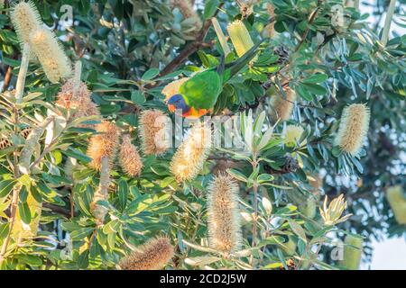 Banksia Blumen sind ein beliebtes Futter für die Vögel einschließlich dieser Regenbogenlorikeet am Umina Beach an der Central Coast von NSW, Australien Stockfoto