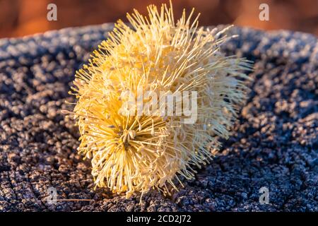 Banksia integrifolia - Küstenbanksia blüht am Umina Beach an der Central Coast von NSW, Australien Stockfoto