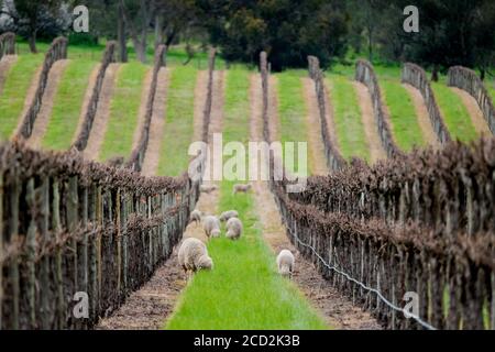 Schafe weiden zwischen Reihen von Weinreben in der Barossa Talregion von Australien Stockfoto