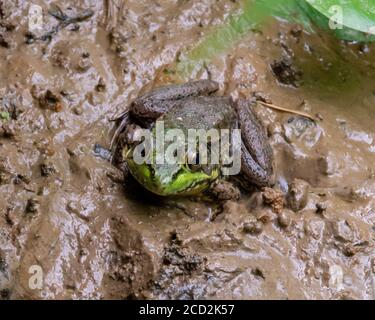 Ein brauner Bullfrog mit grünen Akzenten und dunklen Flecken sonnt sich in einem schlammigen Sumpf. Stockfoto