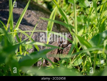 Eine große Schnappschildkröte hebt den Kopf zur Morgensonne, umgeben von üppigem Gras in einem Virginia-Sumpf. Stockfoto