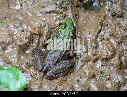 Ein brauner Bullfrog mit grünen Akzenten und dunklen Flecken sonnt sich in einem schlammigen Virginia-Sumpf. Stockfoto