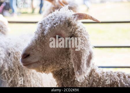 Eine kleine Angoraziege mit einem lockigen Fell und langen Hörnern steht in einem Stift auf einer Landwirtschaftsmesse. Stockfoto