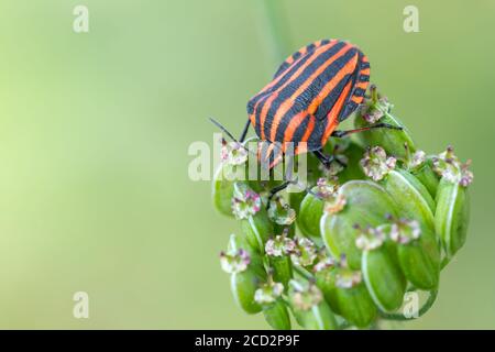 Käfer graphosoma lineatum - gestreifte Käfer im Wald auf grüner Pflanze. Europa, Tschechische Republik Tierwelt Stockfoto