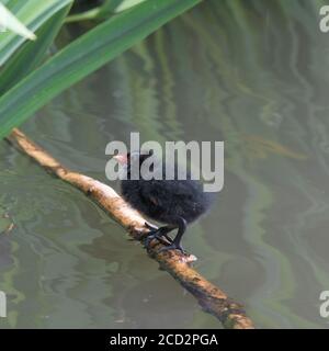 Ein Moorhühnchen steht auf einem Stock im Wasser im Park. Aufgenommen in Pinner Memorial Park, Pinner, West London. Stockfoto