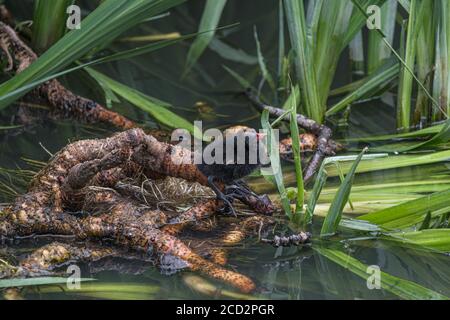 Ein Moorhuhn Küken, das auf Wurzeln im seichten Wasser steht, zwischen dem Schilf. Foto aufgenommen im Pinner Memorial Park, Pinner, West London. Stockfoto