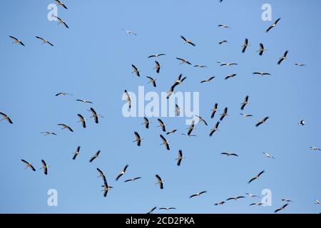 Ein Schwarm Weißstorch (Ciconia ciconia) Im Flug über Migration in Israel fotografiert Stockfoto