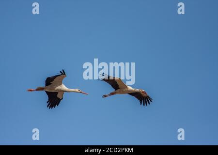 Ein Schwarm Weißstorch (Ciconia ciconia) Im Flug über Migration in Israel fotografiert Stockfoto