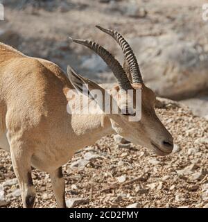 Nahaufnahme Kopfporträt einer entspannten jungen weiblichen nubian araber Steinbock zeigt ein schönes weiches Auge mit einem verschwommenen trockenen Stream im Hintergrund Stockfoto