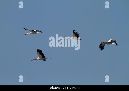 Ein Schwarm Weißstorch (Ciconia ciconia) Im Flug über Migration in Israel fotografiert Stockfoto