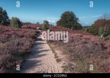 Sandiger Weg durch die Heide im Veluwe Nationalpark Bei Sonnenuntergang in den Niederlanden Stockfoto