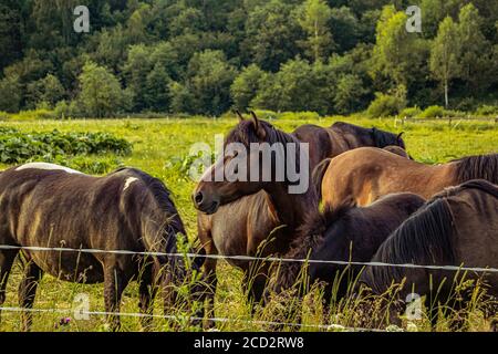 Pferdeherde auf einer Wiese in den Bergen in Polen Bieszczady. Stockfoto