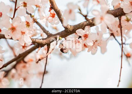 Kirschblüten oder andere Obstbäume im Frühling. Nahaufnahme von Blumen. Speicherplatz kopieren. Sakura. Stockfoto