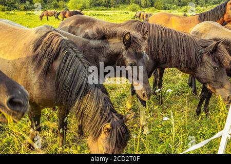 Pferdeherde auf einer Wiese in den Bergen in Polen Bieszczady. Stockfoto