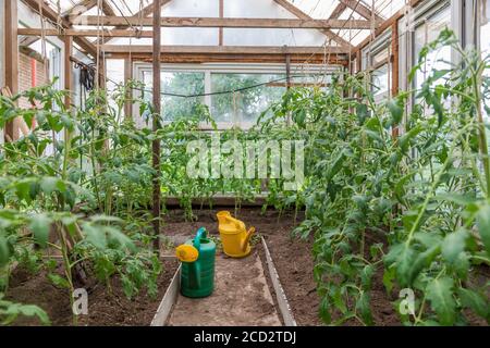 Gelbe Gießkanne in einem Gewächshaus mit Tomatenpflanzen Stockfoto