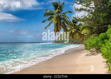 Schöner sonniger Strand und Kokospalmen Stockfoto