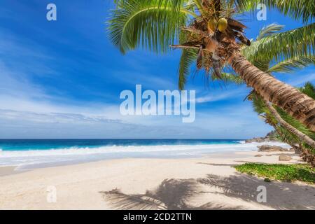 Paradies sonniger Strand Stockfoto