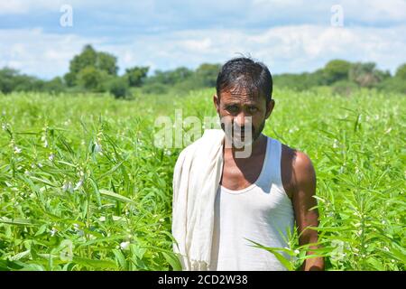 MAHOBA, UTTAR PRADESH, INDIEN - 24. AUGUST 2020: Indischer Bauer auf Sesamfeld. Stockfoto