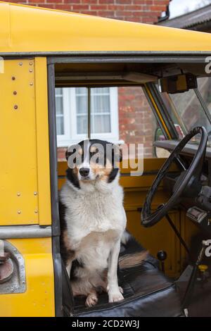 Dreifarbige Border Collie sitzt in einem gelben Landrover Stockfoto