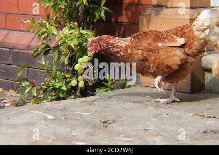 Freilandhenne mit einem Traubenbündel im Mund, Ackerbau und Vogelgrippe-Konzept Stockfoto