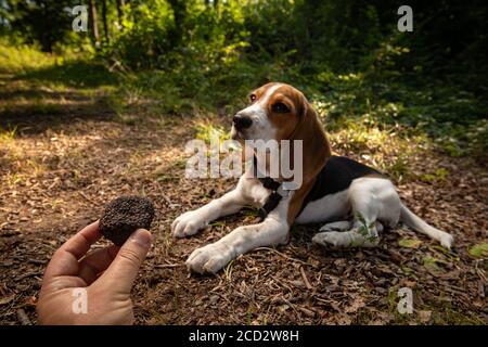 Gerade gepflückt schwarzen Trüffel, Hund im Hintergrund Stockfoto