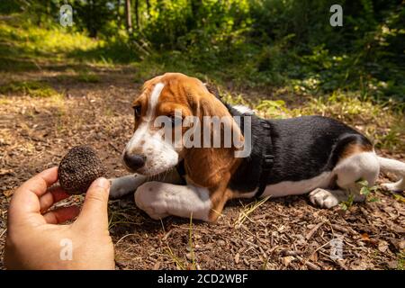 Erfolgreiche Pilztrüffeljagd mit ausgebildetem Hund. Mann hält Trüffel in den Händen Stockfoto