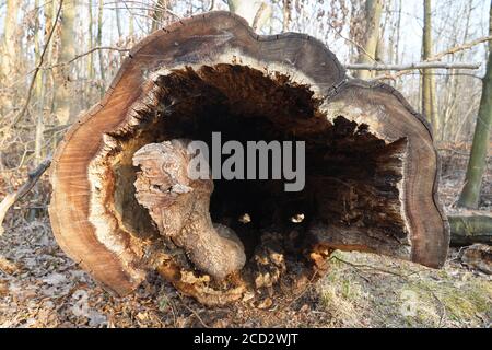 Baumstamm leer in vivo. Hohl im Stamm eines gefallenen Baumes Stockfoto