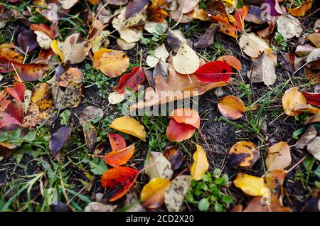 Schöne Herbstblätter auf Gras. Die hellen Farben des Herbstes. Verschwommenes Bild, selektiver Fokus Stockfoto