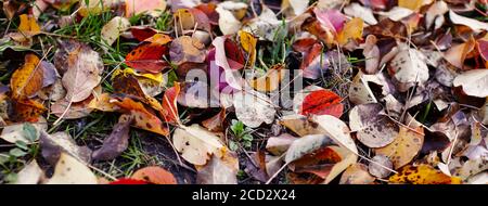 Schöne Herbstblätter auf Gras. Die hellen Farben des Herbstes. Verschwommenes Bild, selektiver Fokus Stockfoto