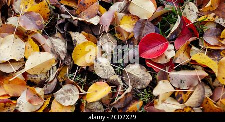 Schöne Herbstblätter auf Gras. Die hellen Farben des Herbstes. Verschwommenes Bild, selektiver Fokus Stockfoto